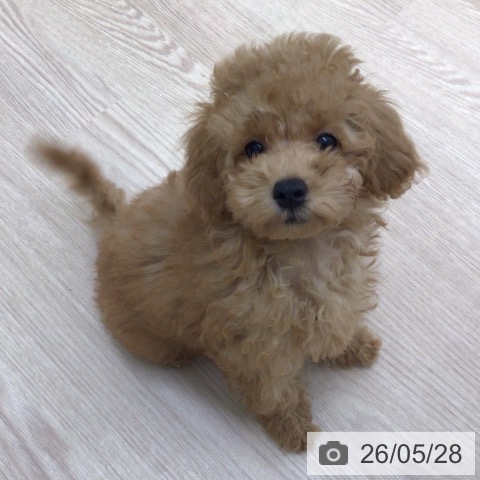 富山県のトイプードル(トイ) (ペットプラス となみ店/2026年2月24日生まれ/男の子/レッドフォーン)の子犬の3枚目の画像