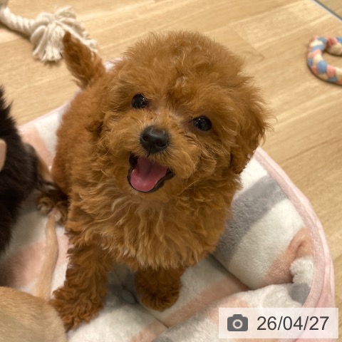 トイ・プードルの写真