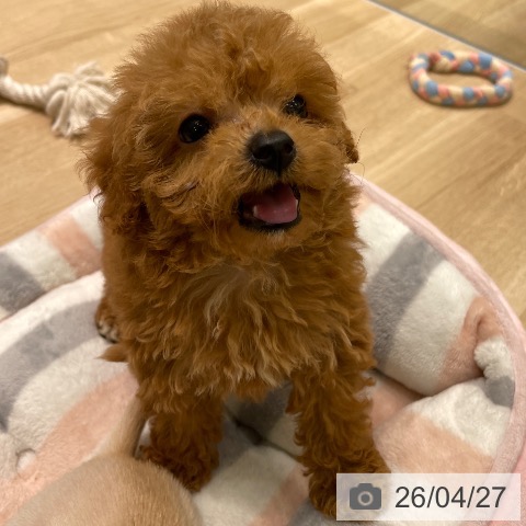 トイ・プードルの写真