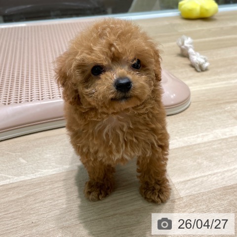 トイ・プードルの写真