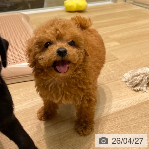 トイ・プードルの写真