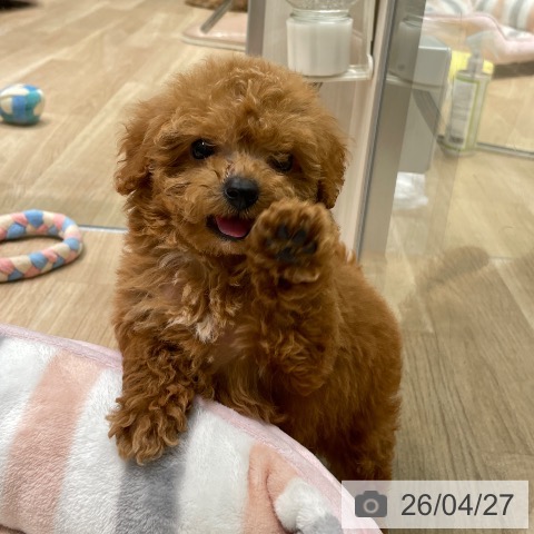 トイ・プードルの写真