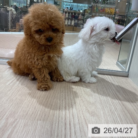 トイ・プードルの写真