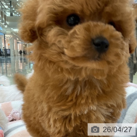 トイ・プードルの写真