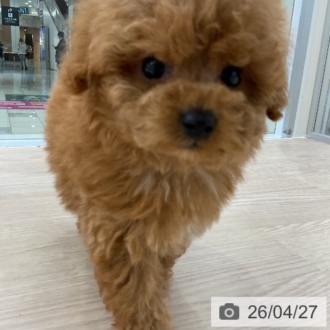 トイ・プードルの写真