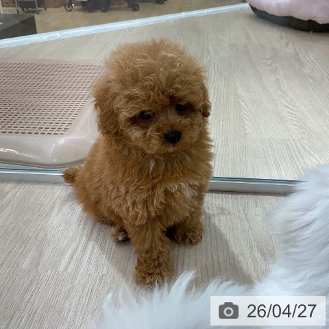 トイ・プードルの写真