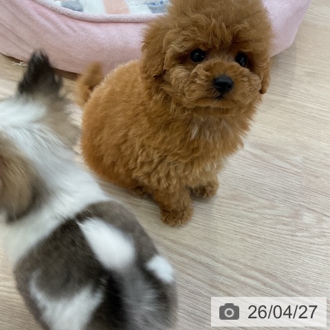 トイ・プードルの写真