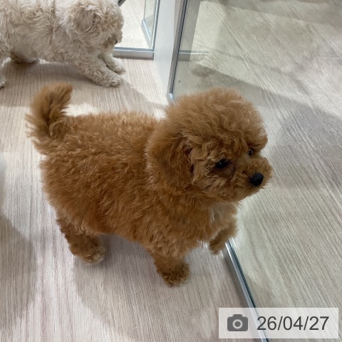 トイ・プードルの写真