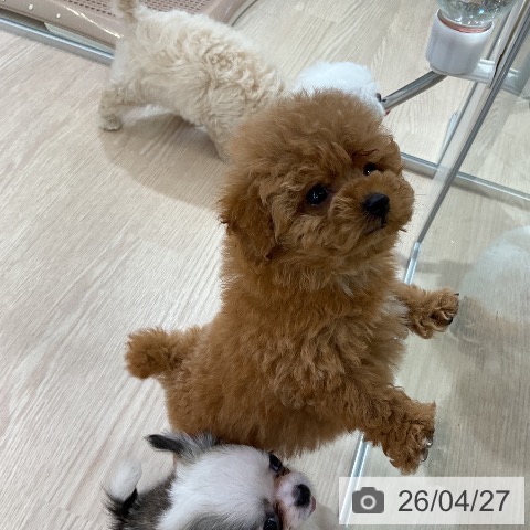 トイ・プードルの写真