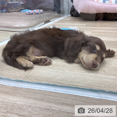 岐阜県のミニチュアダックスフンド(ロング) (ペットプラス 各務原店/2026年2月14日生まれ/男の子/チョコレートイエロー)の子犬の4枚目の画像