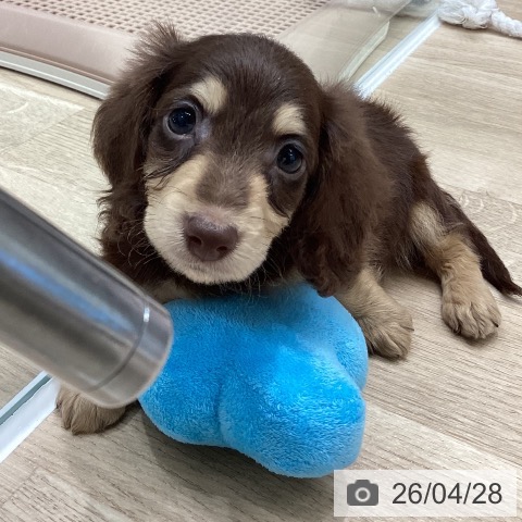 岐阜県のミニチュアダックスフンド(ロング) (ペットプラス 各務原店/2026年2月14日生まれ/男の子/チョコレートイエロー)の子犬の3枚目の画像