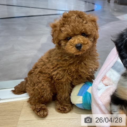 愛知県のトイプードル(トイ) (ペットプラス イオンモール豊川店/2026年2月25日生まれ/男の子/レッド)の子犬の3枚目の画像