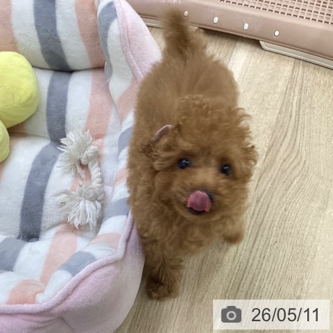 愛知県のトイプードル(トイ) (ペットプラス mozoワンダーシティ店/2026年2月22日生まれ/男の子/レッド)の子犬の4枚目の画像