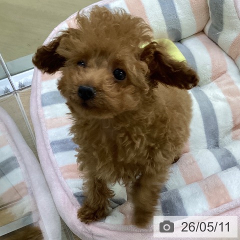 愛知県のトイプードル(トイ) (ペットプラス mozoワンダーシティ店/2026年2月22日生まれ/男の子/レッド)の子犬の3枚目の画像