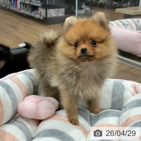 愛知県のポメラニアン (ペッツワン 東海店/2026年2月25日生まれ/男の子/オレンジ)の子犬の4枚目の画像