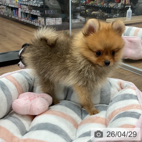 愛知県のポメラニアン (ペッツワン 東海店/2026年2月25日生まれ/男の子/オレンジ)の子犬の3枚目の画像