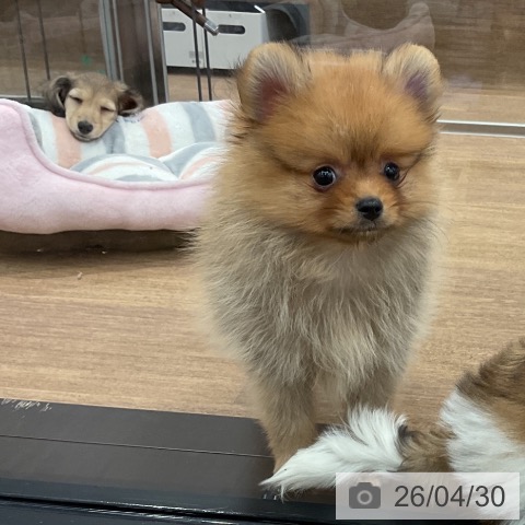 愛知県のポメラニアン (ペッツワン 東海店/2026年2月25日生まれ/男の子/オレンジ)の子犬の4枚目の画像