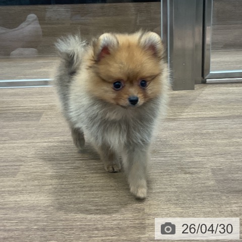 愛知県のポメラニアン (ペッツワン 東海店/2026年2月25日生まれ/男の子/オレンジ)の子犬の3枚目の画像