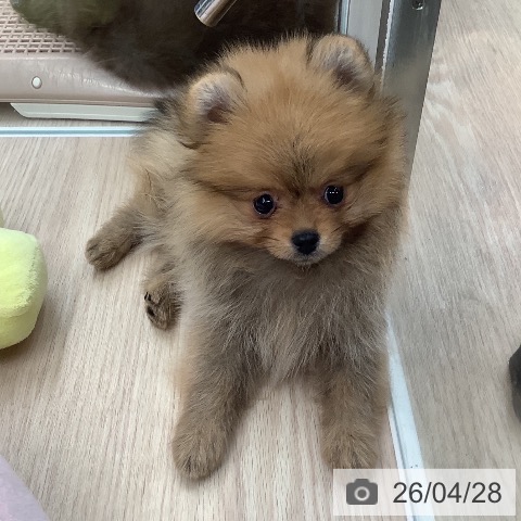 ポメラニアンの写真