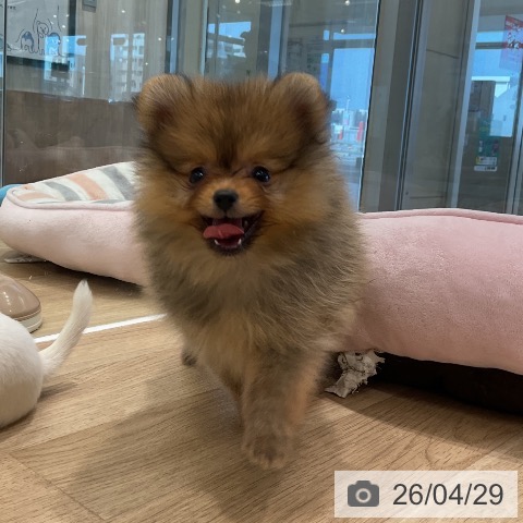 愛知県のポメラニアン (ペットプラス 熱田店/2026年2月25日生まれ/女の子/オレンジ)の子犬の3枚目の画像