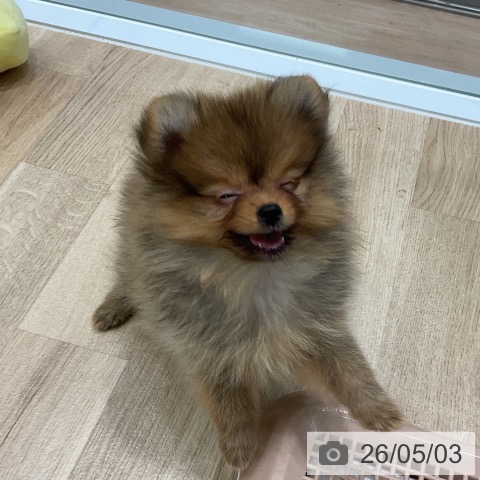 愛知県のポメラニアン (ペットプラス 熱田店/2026年2月25日生まれ/女の子/オレンジ)の子犬の3枚目の画像