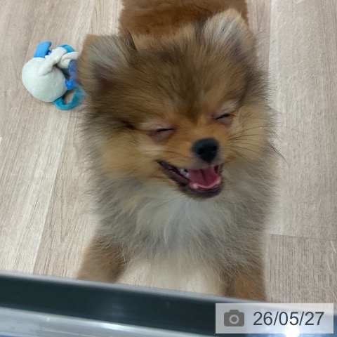 愛知県のポメラニアン (ペットプラス 熱田店/2026年2月25日生まれ/女の子/オレンジ)の子犬の3枚目の画像