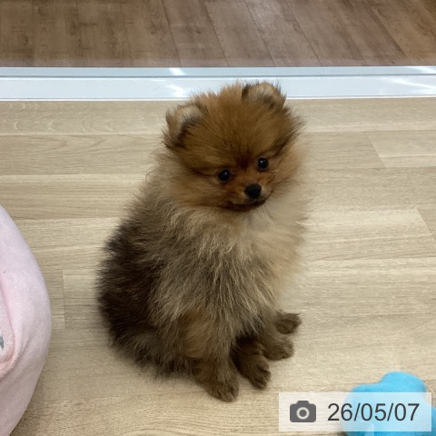 愛知県のポメラニアン (ペットプラス みなと店/2026年2月26日生まれ/男の子/オレンジ)の子犬の4枚目の画像