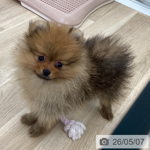 愛知県のポメラニアン (ペットプラス みなと店/2026年2月26日生まれ/男の子/オレンジ)の子犬の3枚目の画像