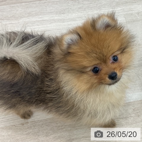 愛知県のポメラニアン (ペットプラス みなと店/2026年2月26日生まれ/男の子/オレンジ)の子犬の3枚目の画像