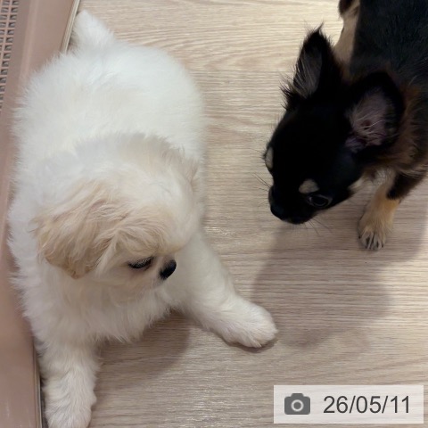 和歌山県のペキニーズ (ペットプラス 和歌山店/2026年2月24日生まれ/女の子/ホワイト)の子犬の3枚目の画像