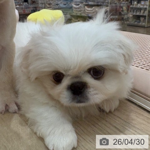 ペキニーズの写真