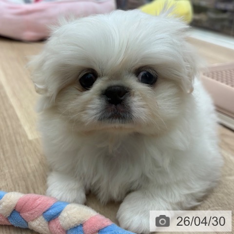 ペキニーズの写真