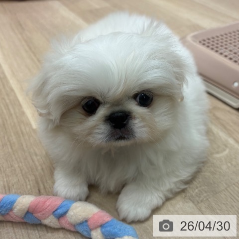 ペキニーズの写真