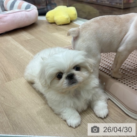 ペキニーズの写真