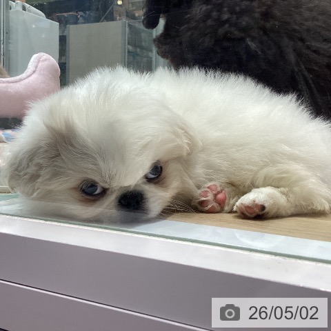 大阪府のペキニーズ (ペットプラス 四條畷店/2026年2月24日生まれ/女の子/ホワイト)の子犬の4枚目の画像