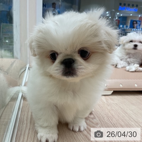 ペキニーズの写真