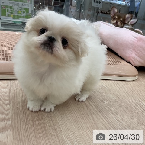 ペキニーズの写真