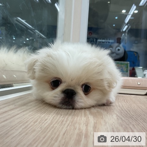 ペキニーズの写真