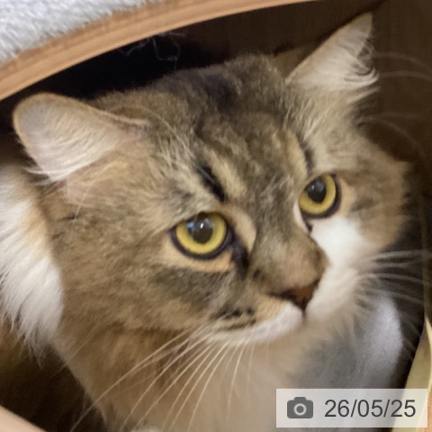 サイベリアンの写真