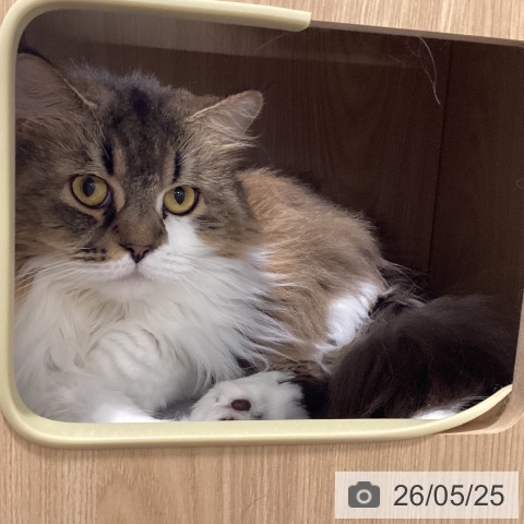 サイベリアンの写真