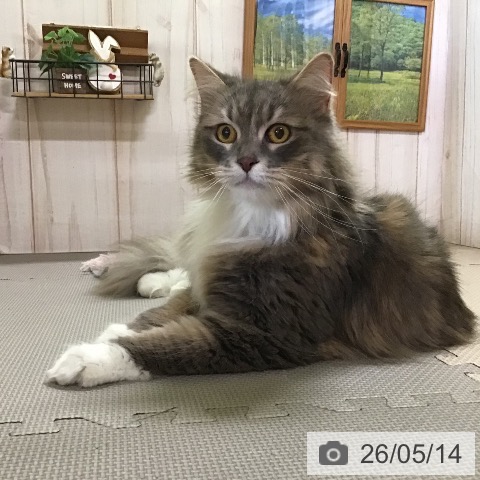 サイベリアンの写真