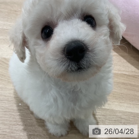 三重県のビションフリーゼ (ペットプラス 鈴鹿店/2026年2月25日生まれ/女の子/ホワイト)の子犬の4枚目の画像