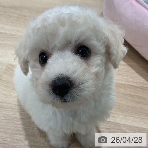 三重県のビションフリーゼ (ペットプラス 鈴鹿店/2026年2月25日生まれ/女の子/ホワイト)の子犬の3枚目の画像