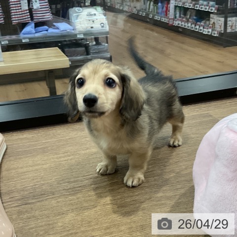 愛知県のミニチュアダックスフンド(ロング) (ペッツワン 東海店/2026年2月24日生まれ/男の子/シェーデットイエロー)の子犬の4枚目の画像