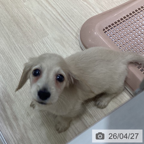 ミニチュア・ダックスフンドの写真