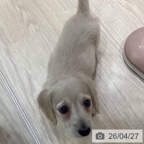 ミニチュア・ダックスフンドの写真