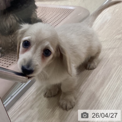 ミニチュア・ダックスフンドの写真