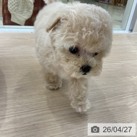 トイ・プードルの写真