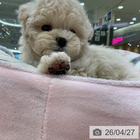 トイ・プードルの写真