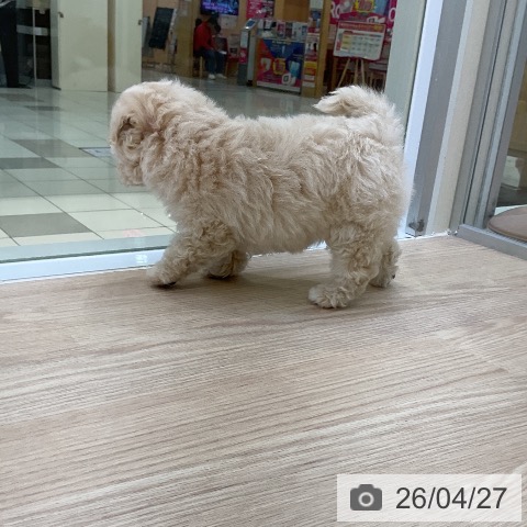 トイ・プードルの写真